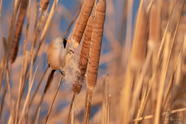 sykorice-vousata-----------panurus-biarmicus-.jpg