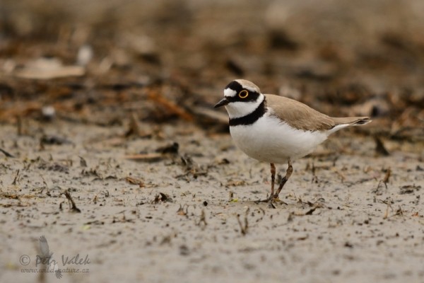 aves_0302.jpg