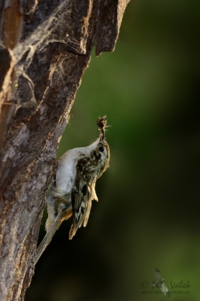 aves_0310.jpg
