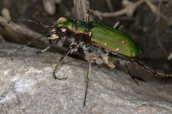 insecta_00027.jpg